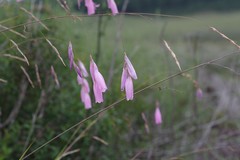 Dierama pulcherrimum