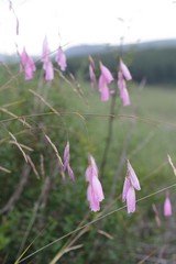 Dierama pulcherrimum