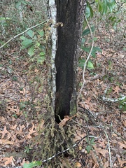 Pleopeltis michauxiana