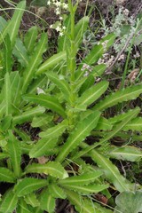 Alepidea amatymbica