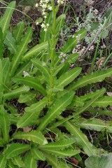 Alepidea amatymbica