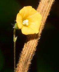 Ipomoea minutiflora