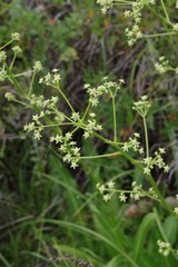 Alepidea amatymbica