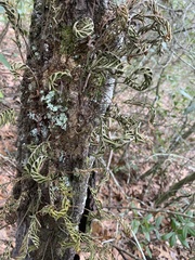 Pleopeltis michauxiana