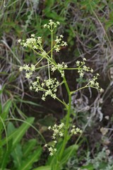 Alepidea amatymbica