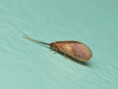 Sisyra apicalis