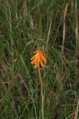 Kniphofia triangularis