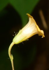 Ipomoea minutiflora