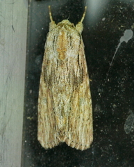 Spodoptera albula