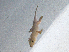 Hemidactylus flaviviridis