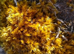 Campylopus atroluteus