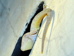 Hemidactylus flaviviridis