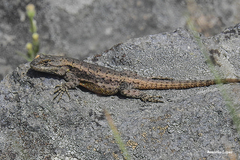 Sceloporus palaciosi