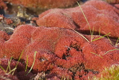 Ptychostomum cryophilum