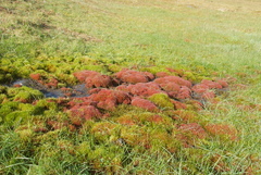 Ptychostomum cryophilum