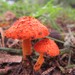 Scaly Tangerine Mushroom - Photo (c) Phil White, some rights reserved (CC BY-NC), uploaded by Phil White