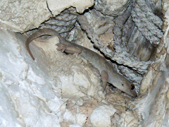Hemidactylus flaviviridis
