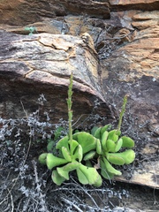 Adromischus cristatus