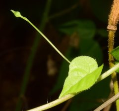 Ipomoea minutiflora