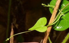 Ipomoea minutiflora