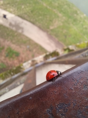 Coccinella septempunctata