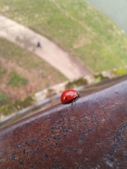 Coccinella septempunctata