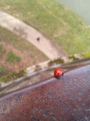 Coccinella septempunctata