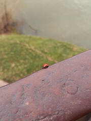 Coccinella septempunctata