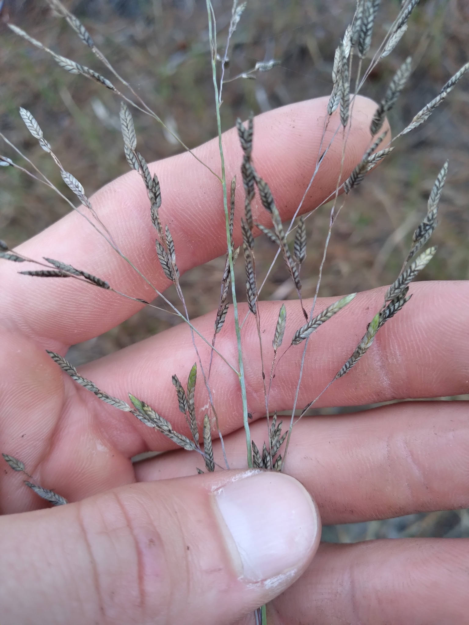 (c) Scott Ward, certains droits réservés (CC BY-NC) https://www.inaturalist.org/observations/69146268