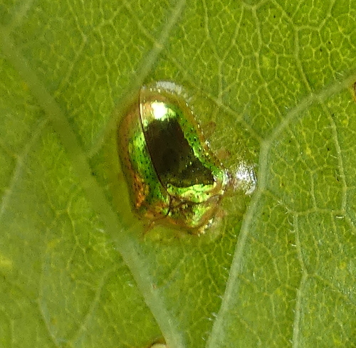 Metrionella connata