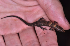 Tropidophorus sinicus