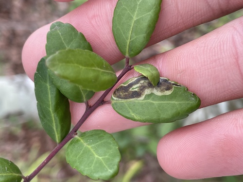 Phytomyza vomitoriae photo 3
