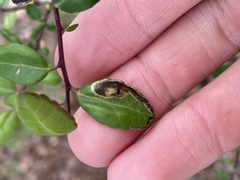 Phytomyza vomitoriae