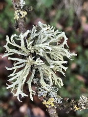 Ramalina fastigiata
