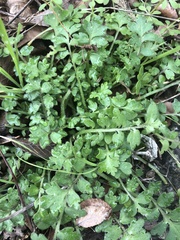 Nemophila phacelioides