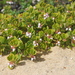Arctostaphylos pumila - Photo (c) Jeff Bisbee,  זכויות יוצרים חלקיות (CC BY-NC), הועלה על ידי Jeff Bisbee