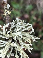 Ramalina fastigiata