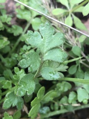 Nemophila phacelioides
