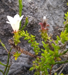 Roella decurrens