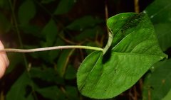 Ipomoea minutiflora