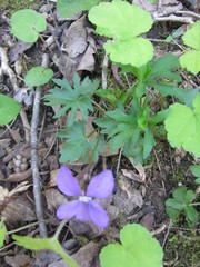 Viola subsinuata