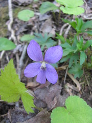 Viola subsinuata