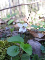 Viola pallens