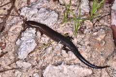 Ateuchosaurus chinensis