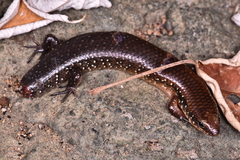 Ateuchosaurus chinensis