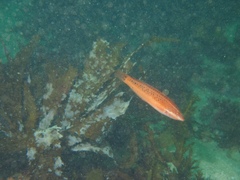 Halichoeres semicinctus