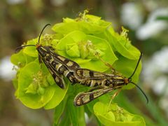 Chamaesphecia tenthrediniformis