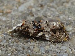 Phtheochroa rugosana