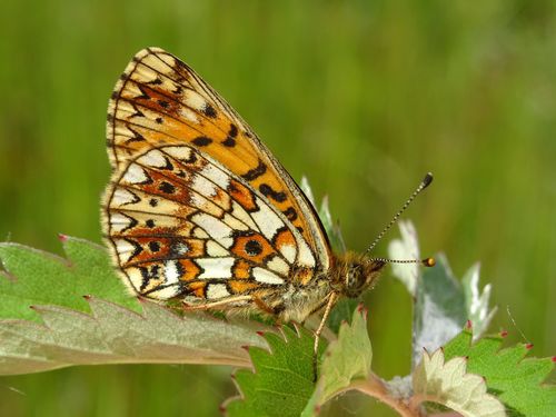 Eurasian Silver-bordered Fritillary, Netherlands, photo 8 of 10