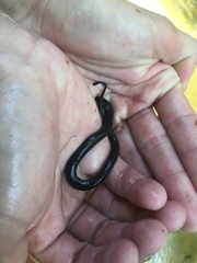 Amphiuma pholeter